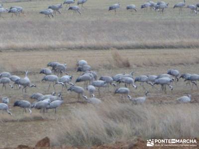 Hoces y cañones del Río Gallo - Grullas en Laguna Gallocanta;senderismo en familia